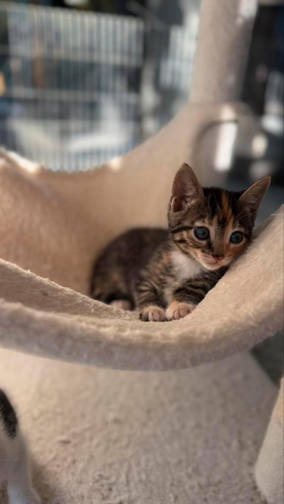 Bengal mixed kittens, Dieren en Toebehoren, Katten en Kittens | Raskatten | Korthaar, Kater