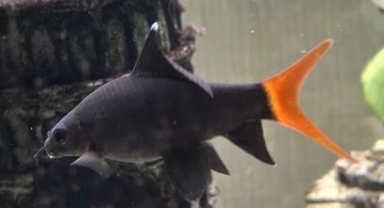 vuurstaartlabeo, Dieren en Toebehoren, Vissen | Aquariumvissen, Vis