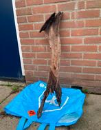 Aquariumhout kienhout XXL, Ophalen of Verzenden, Zo goed als nieuw, Plant(en), Steen of Hout