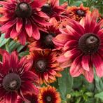 Rudbeckia 'cherry brandy' - 50-100 zaden | eco bloemzaden, Ophalen of Verzenden, Voorjaar, Volle zon, Zaad