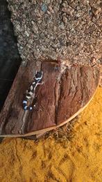 Luipaardgekkos, Dieren en Toebehoren, Reptielen en Amfibieën, 0 tot 2 jaar