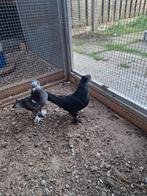Takla duiven, Dieren en Toebehoren, Vogels | Duiven, Meerdere dieren, Overige soorten