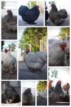 🥚 Broedeieren van onze cochin kriel tomen 🥚, Dieren en Toebehoren, Pluimvee, Geslacht onbekend, Kip