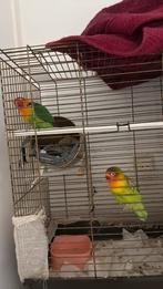 2 agapornis fisheri, Meerdere dieren, Dwergpapegaai of Agapornis, Tam