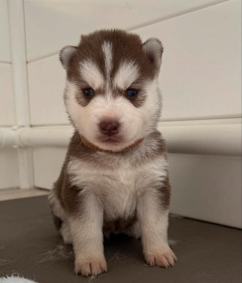 Husky pups, Dieren en Toebehoren, Honden | Poolhonden, Keeshonden en Oertypen, Meerdere dieren, Poolhond, Particulier, Meerdere