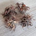 Corylus colurna| Turkse hazelaar, Ophalen of Verzenden, Nieuw, Overige typen