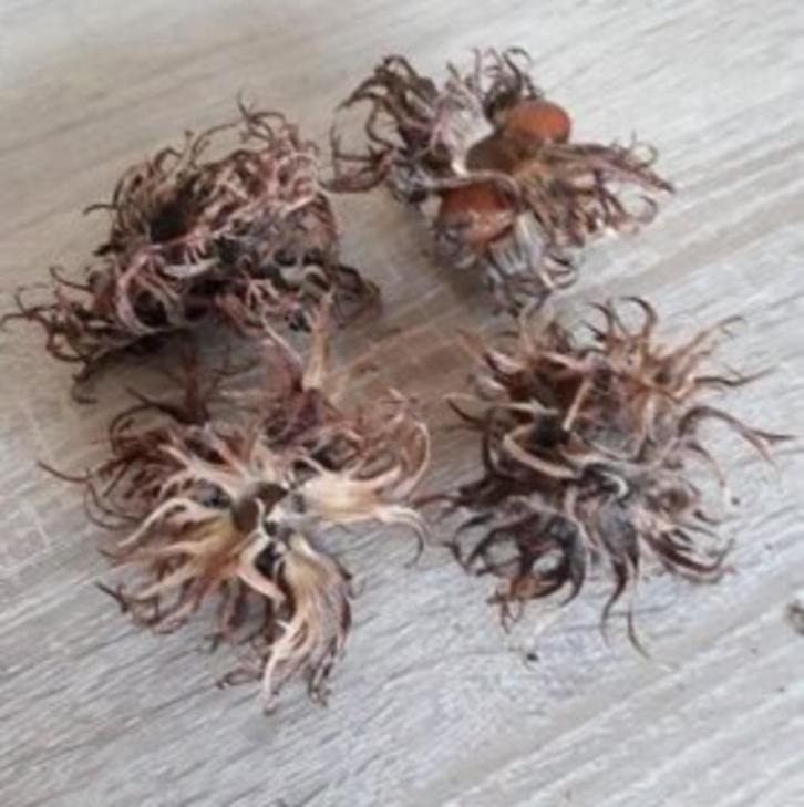 Corylus colurna| Turkse hazelaar, Dieren en Toebehoren, Vissen | Aquaria en Toebehoren, Nieuw, Overige typen, Ophalen of Verzenden