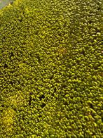 Drijfplant, Dieren en Toebehoren, Vissen | Aquaria en Toebehoren, Ophalen, Nieuw, Plant(en), Steen of Hout