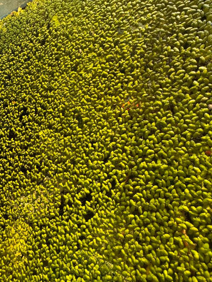 Drijfplant, Dieren en Toebehoren, Vissen | Aquaria en Toebehoren, Nieuw, Plant(en), Steen of Hout, Ophalen