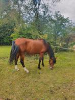 Gezocht nieuw thuis voor brave PRE merrie, Dieren en Toebehoren, Merrie, Recreatiepaard, 11 jaar of ouder