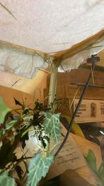 Wandelende takken, Wandelende tak