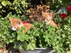 Mooie tijgertjes, Dieren en Toebehoren, Katten en Kittens | Overige Katten, Kater, Kortharig, 0 tot 2 jaar