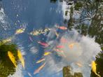 Koi en toebehoren, Dieren en Toebehoren, Vissen | Vijvervissen, Karper of Koi
