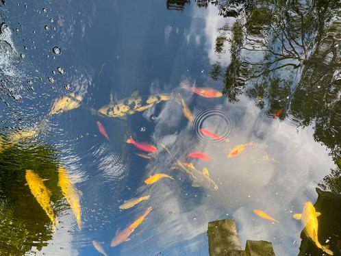 Koi en toebehoren, Dieren en Toebehoren, Vissen | Vijvervissen, Karper of Koi