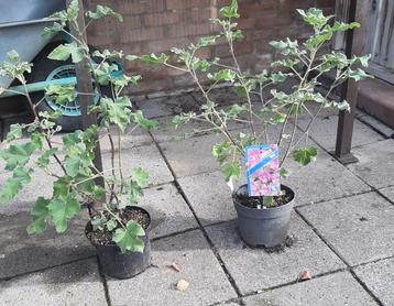 Lavatera rosea Struikmalva kleur roze potmaat 3 liter beschikbaar voor biedingen