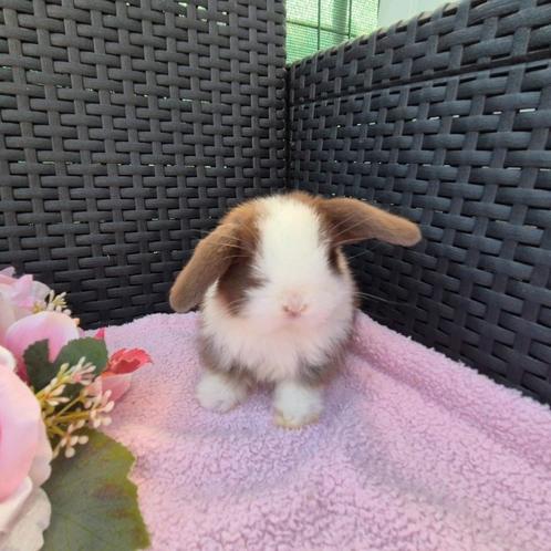 Super knap choco bont BO minilop rammetje, Dieren en Toebehoren, Konijnen, Dwerg, Mannelijk, 0 tot 2 jaar, Hangoor