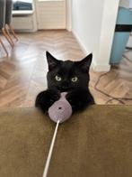 2 halve britse korthaar kittens katers 4 maanden, Kater