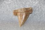 Palaeocarcharodon orientalis, Ophalen of Verzenden, Fossiel