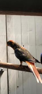 Koppel rosella.s. split gold zwart, Dieren en Toebehoren, Vogels | Parkieten en Papegaaien, Meerdere dieren, Parkiet