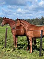 Gezocht stalhulp, groom,stalwerk, werken met paarden Helmond, Diensten en Vakmensen