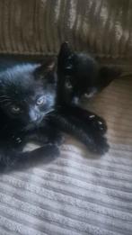 4 lieve kittens zoeken een goed huisje!, Dieren en Toebehoren, Meerdere dieren, Kortharig, 0 tot 2 jaar