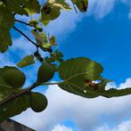 Grote Vijgenboom (4.5m) met veel vruchten, Volle zon, Bloeit niet, 400 cm of meer, Overige soorten