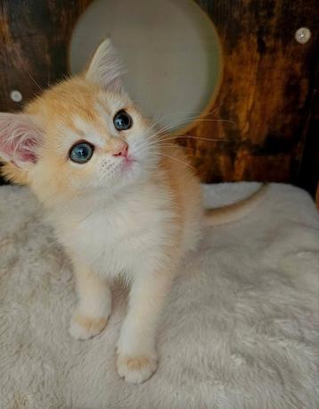Britse kortharige kittens - Golden shell met luxe stambomen! beschikbaar voor biedingen