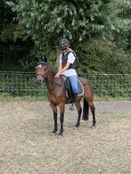 Welsh C pony te koop, Dieren en Toebehoren, Pony's, Merrie, Met stamboom, Zadelmak, 3 tot 6 jaar