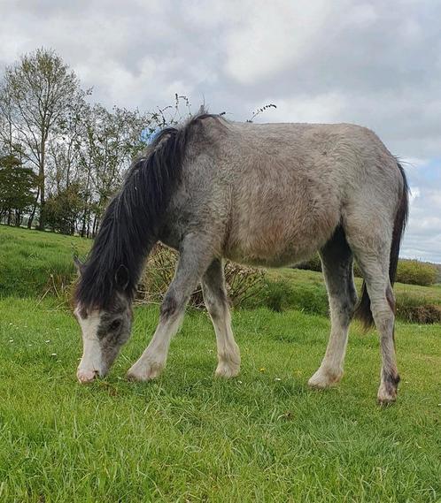 2 welsh hengsten van 1 jaar, Dieren en Toebehoren, Paarden, Hengst, Minder dan 160 cm, 0 tot 2 jaar, Gechipt, Ontwormd
