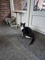 poes, Dieren en Toebehoren, Katten en Kittens | Raskatten | Korthaar, Poes, Ontwormd, 0 tot 2 jaar