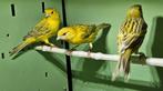 2 koppels Agaat Topaas Geel met 3 jongen 2025, Dieren en Toebehoren, Vogels | Kanaries, Meerdere dieren, Kleurkanarie