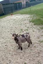 Prachtig lief dwerg bokje bok met maanvlekken maanvlek, Dieren en Toebehoren, Mannelijk, Geit, 0 tot 2 jaar