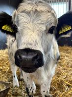 Mini koeien, Meerdere dieren