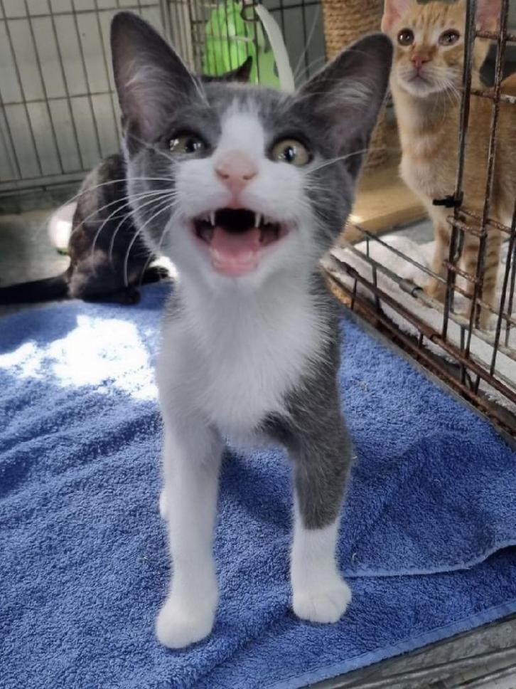 ACE: Bonji is sociaal met iedereen, Dieren en Toebehoren, Katten en Kittens | Overige Katten, Kortharig, Kater, 0 tot 2 jaar
