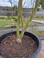 Rode acer prachtige  boom, Tuin en Terras, Planten | Bomen, Ophalen of Verzenden, Bloeit niet, Overige soorten, 100 tot 250 cm