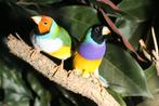 Inkoop van volière vogels, Meerdere dieren
