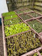 Groenteplantjes sla, kool, prei e.d, Tuin en Terras, Ophalen, Zomer, Volle zon