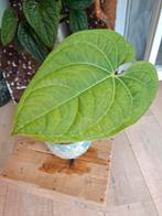 anthurium "raven soul", Ophalen of Verzenden, Overige soorten, Minder dan 100 cm