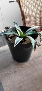 Tropische vetplant Agave Americana voor binnen of buiten, Ophalen of Verzenden, Bloeit niet, Overige soorten, Volle zon