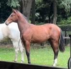 Prachtige 1.5 jarige jaarling merrie. Half spaans ,half Kwpn, Dieren en Toebehoren, Paarden, Merrie, Minder dan 160 cm, Gechipt