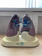 Prachtig anatomisch model van de luchtwegen, Ophalen of Verzenden