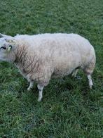 Te koop mooie luxe texelaar ram, Mannelijk, Schaap