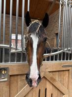 Te koop, Merrie zoekt 5 sterrenhuis, Dieren en Toebehoren, Paarden, Merrie