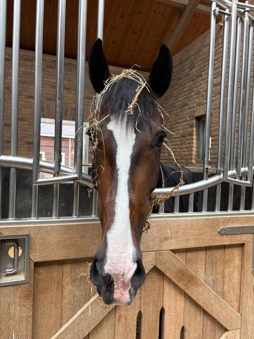 Te koop, Merrie zoekt 5 sterrenhuis, Dieren en Toebehoren, Paarden, Merrie