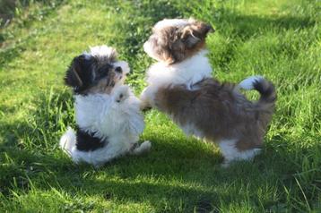 Biewer yorkshire terrier pup beschikbaar voor biedingen