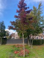 Liquidambar Amberboom mooie wordt met draadkluit geleverd, Ophalen of Verzenden, Bloeit niet, Volle zon, Overige soorten