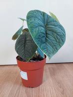 Alocasia Maharani - Olifantsoor H: 35 cm., Huis en Inrichting, Kamerplanten, Ophalen, Overige soorten, Halfschaduw, Minder dan 100 cm