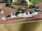 Clarias Batrachus, Vis, Zoetwatervis