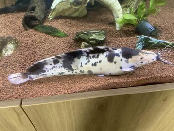 Clarias Batrachus beschikbaar voor biedingen