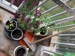 Frambozen aardbeien in pot, Tuin en Terras, Planten | Tuinplanten, Ophalen, Zomer, Volle zon